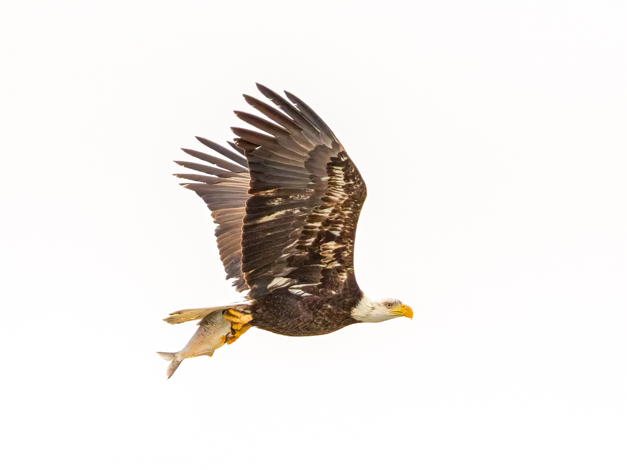 Bald Eagle with Fish Catch | Shutterbug